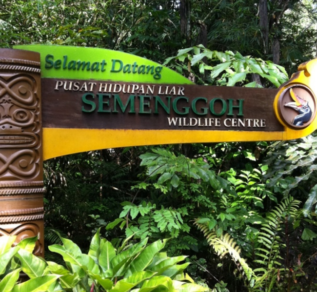 Semenggoh Wildlife Center, Kuching
